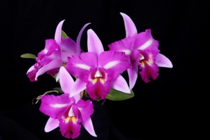 Laeliocattleya Miss Wonderful Dark Beauty AM/AOS 88 pts.